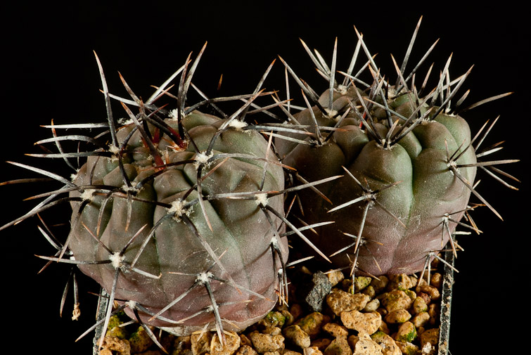Gymnocalycium striglianum v. herminae HU 729